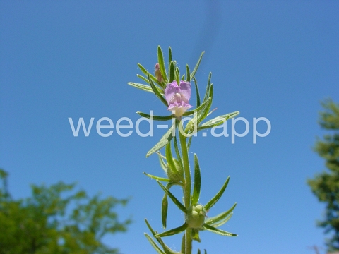 snapdragon, lesser